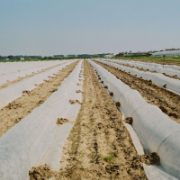 Agrotekstil 1.6x250m